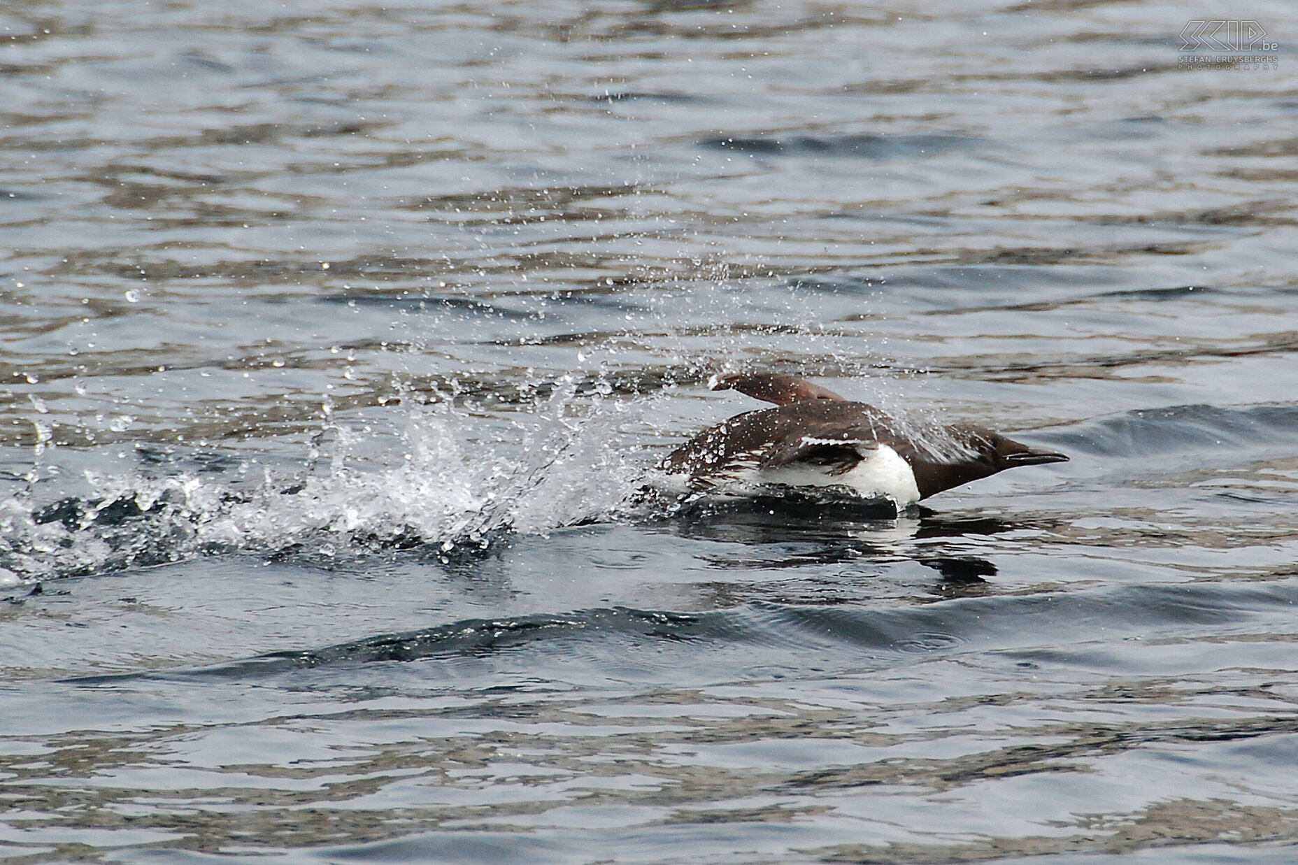 Zodiac tour - Guillemot A flying guillemot (uria aalge) making a sea-landing. Stefan Cruysberghs